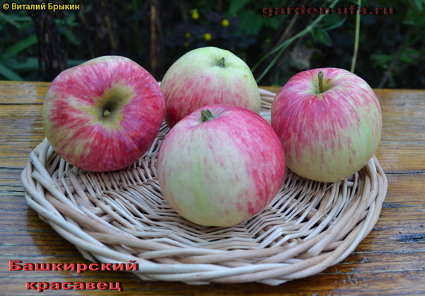 Башкирская красавица яблоня описание фото